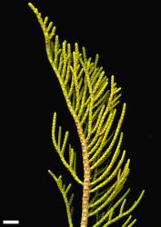 Veronica annulata. Sprig. Scale = 10 mm.
 Image: M.J. Bayly & A.V. Kellow © Te Papa CC-BY-NC 3.0 NZ